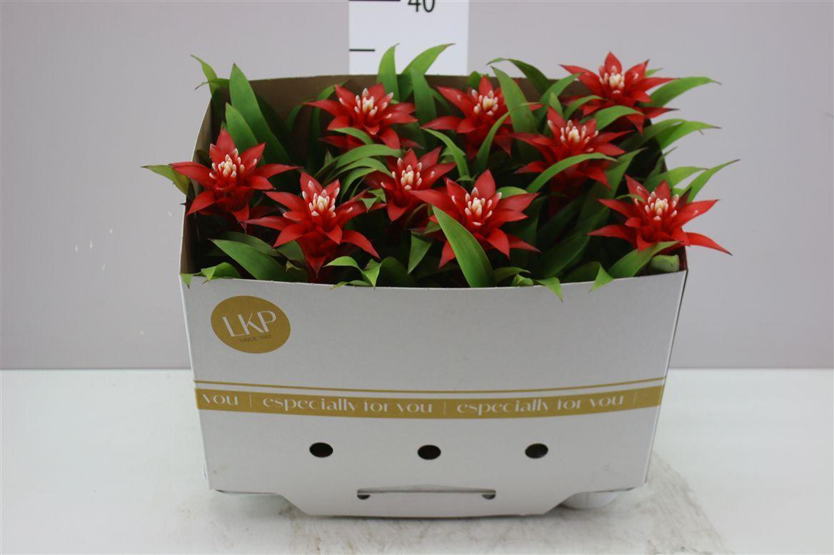 Горшечные цветы и растения оптом Guzmania Confetti от 9шт из Голландии с доставкой по России