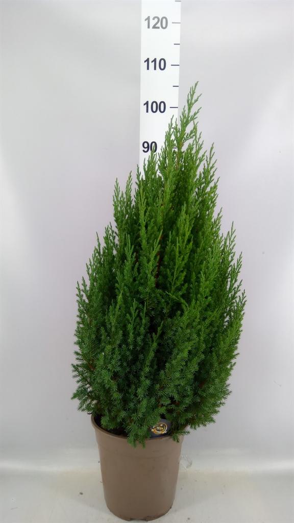 Горшечные цветы и растения оптом Juniperus Chin Stricta от 1шт из Голландии с доставкой по России