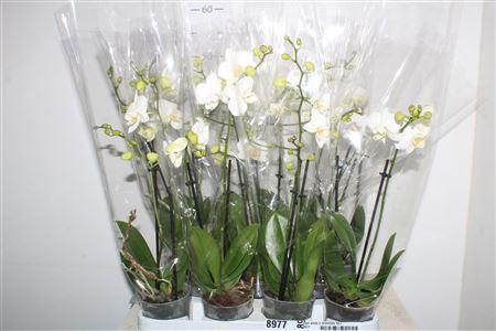 Горшечные цветы и растения оптом Phal White 2 Branches 20++ P9 от 11шт (для телеги) из Голландии с доставкой по России
