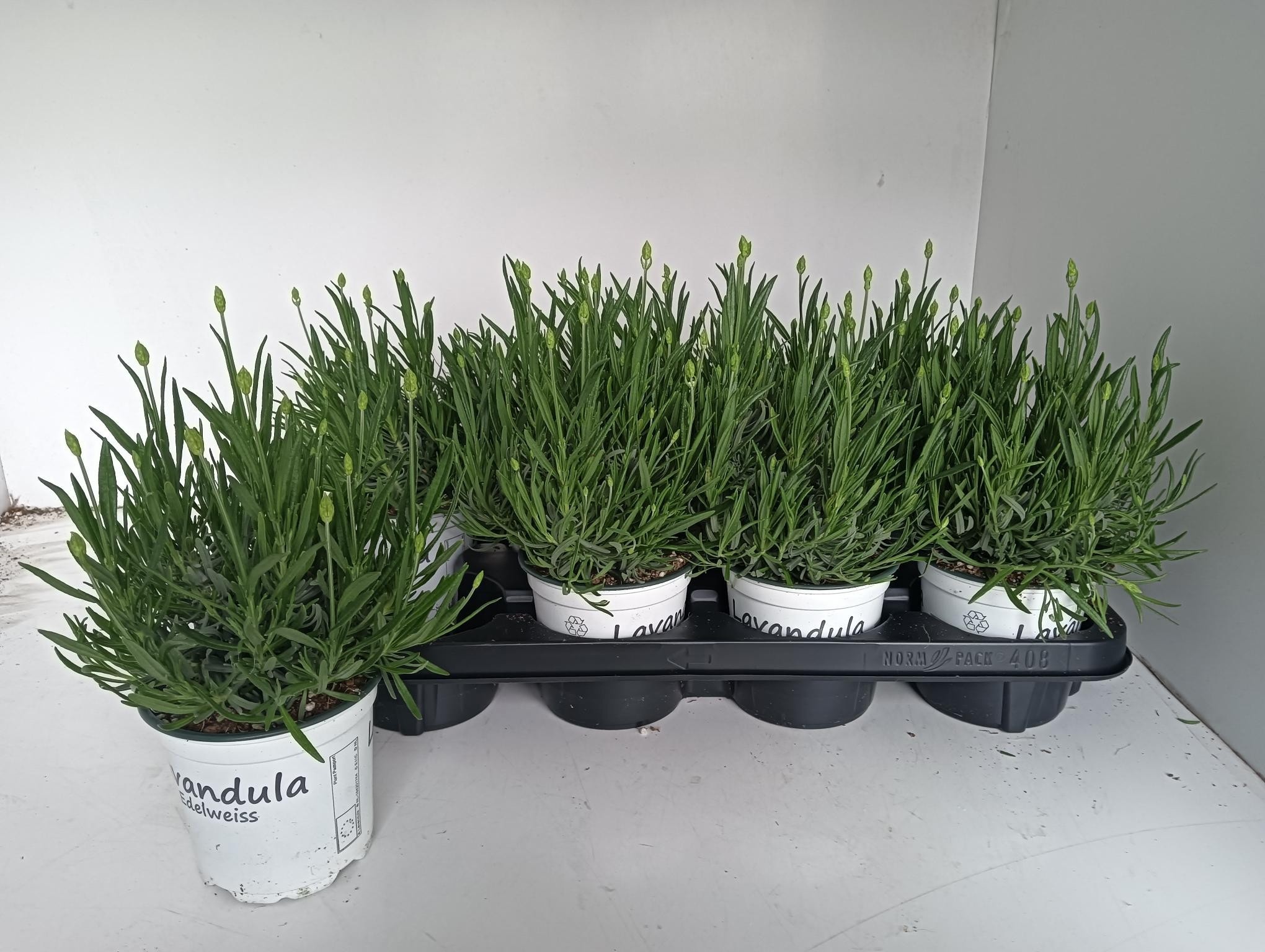 Горшечные цветы и растения оптом Lavan In Edelweiss от 8шт из Голландии с доставкой по России