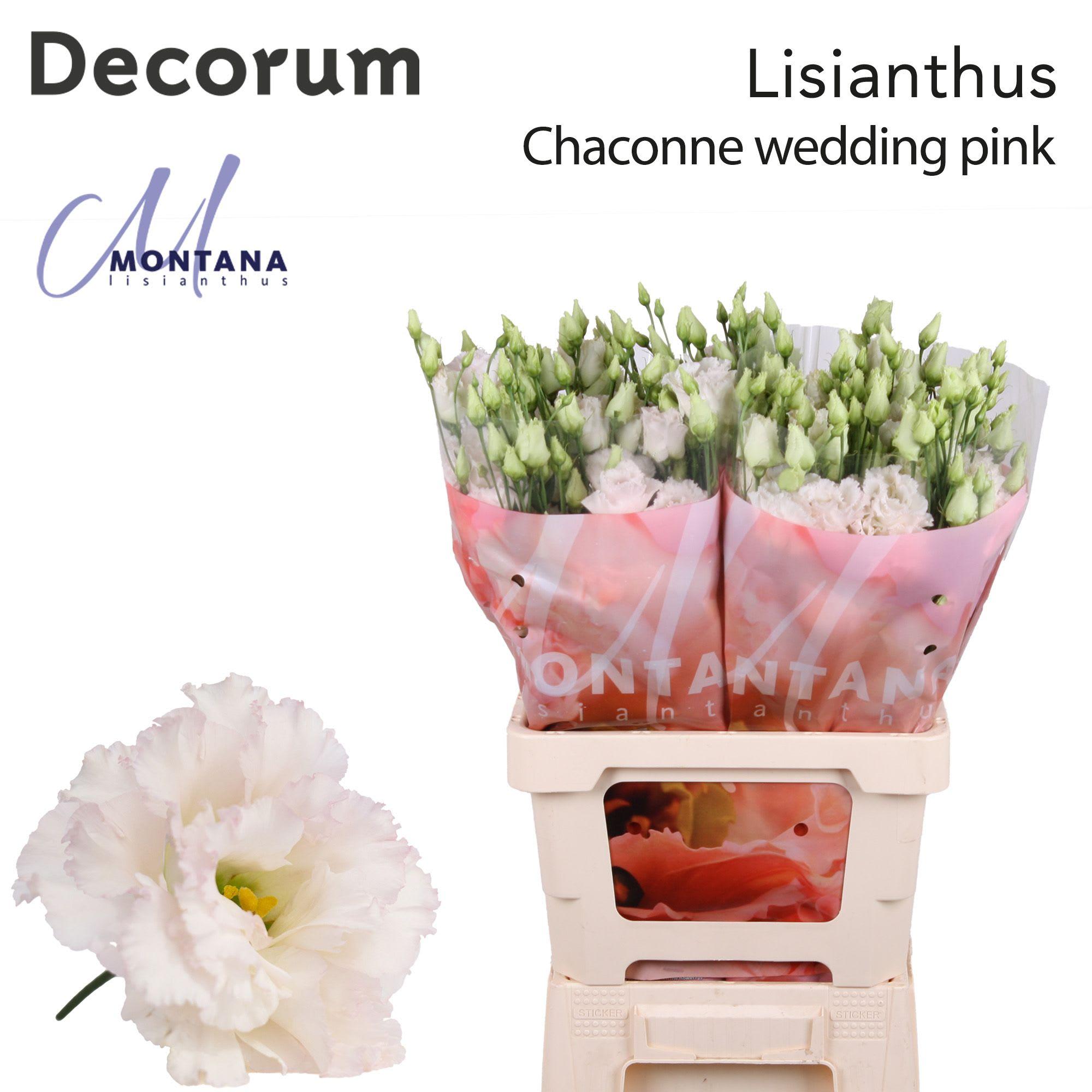 Срезанные цветы оптом Lisianthus do chaconne wedding pink от 20шт из Голландии с доставкой по России