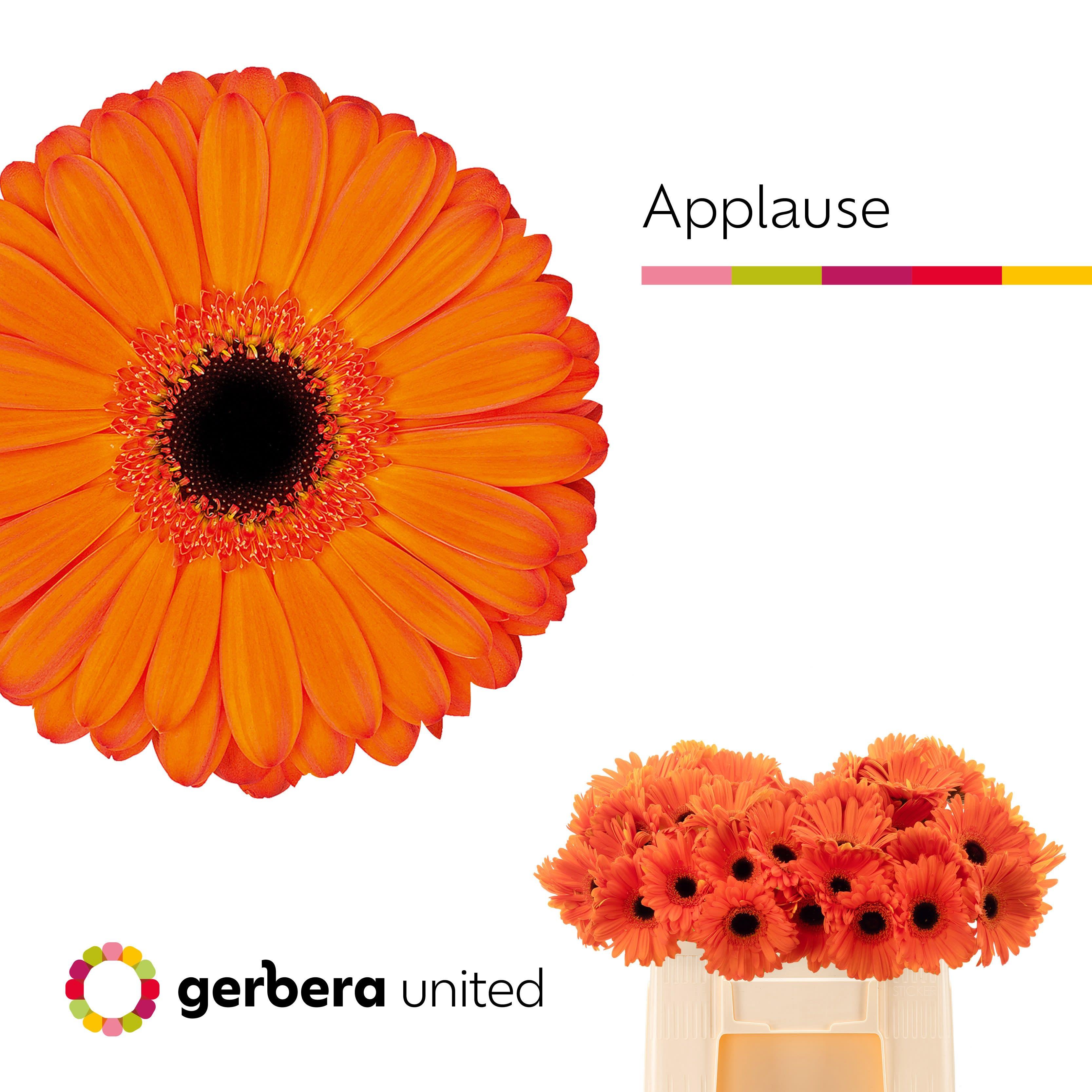 Срезанные цветы оптом Gerbera applause A от 40шт из Голландии с доставкой по России