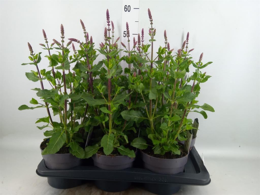 Горшечные цветы и растения оптом Salvia Nemorosa от 6шт из Голландии с доставкой по России