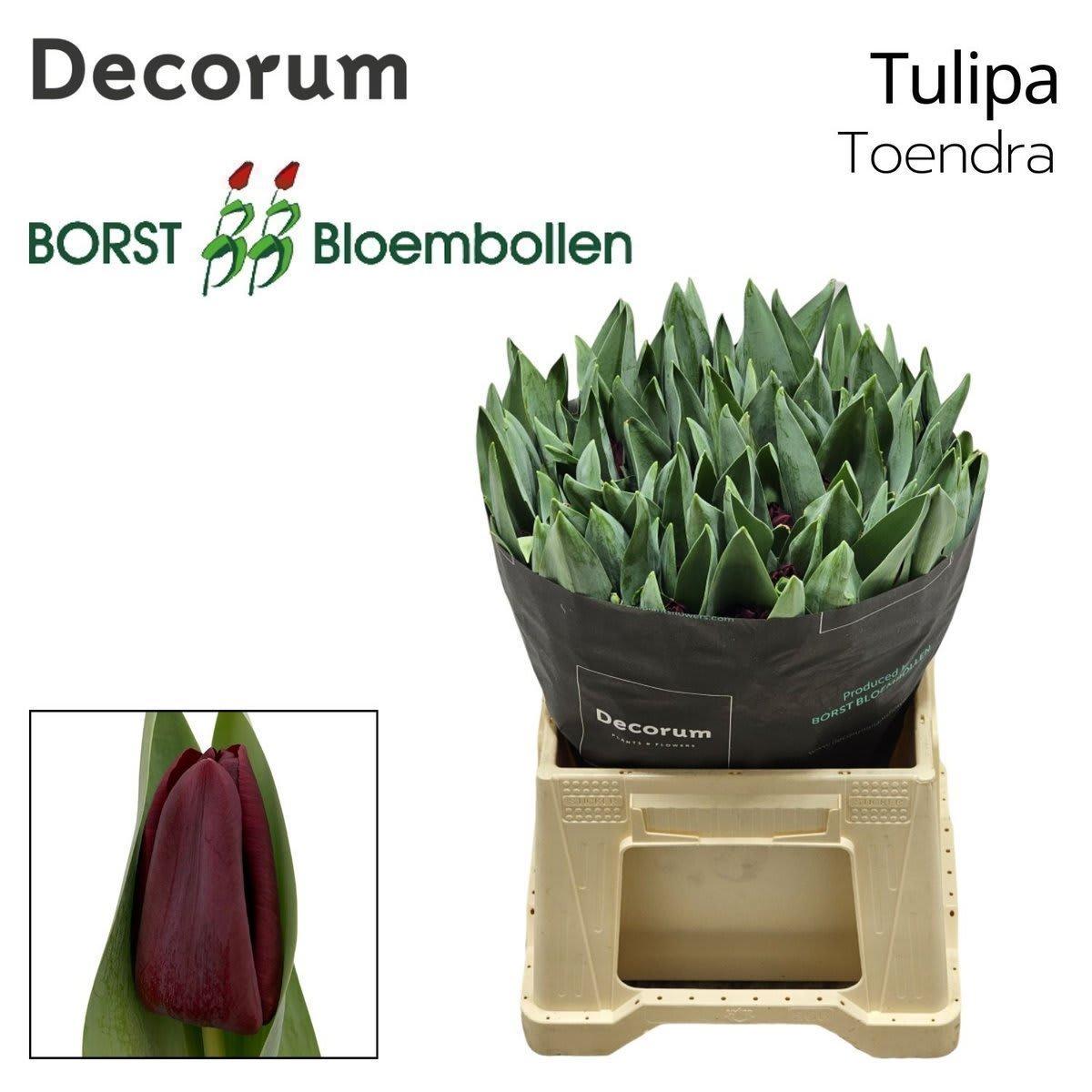 Срезанные цветы оптом Tulipa si toendra от 50шт из Голландии с доставкой по России