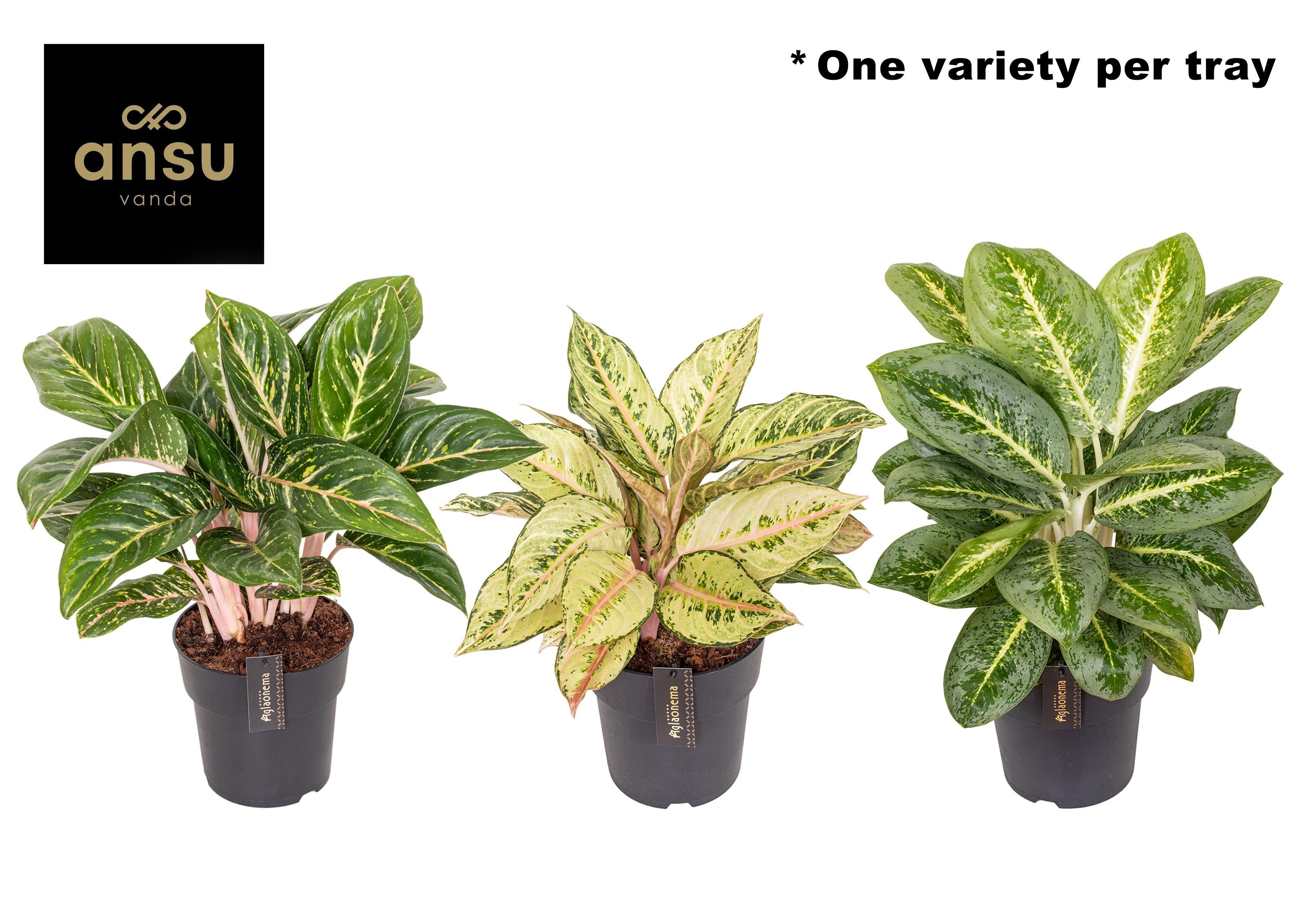 Горшечные цветы и растения оптом Aglaonema Mix от 3шт из Голландии с доставкой по России