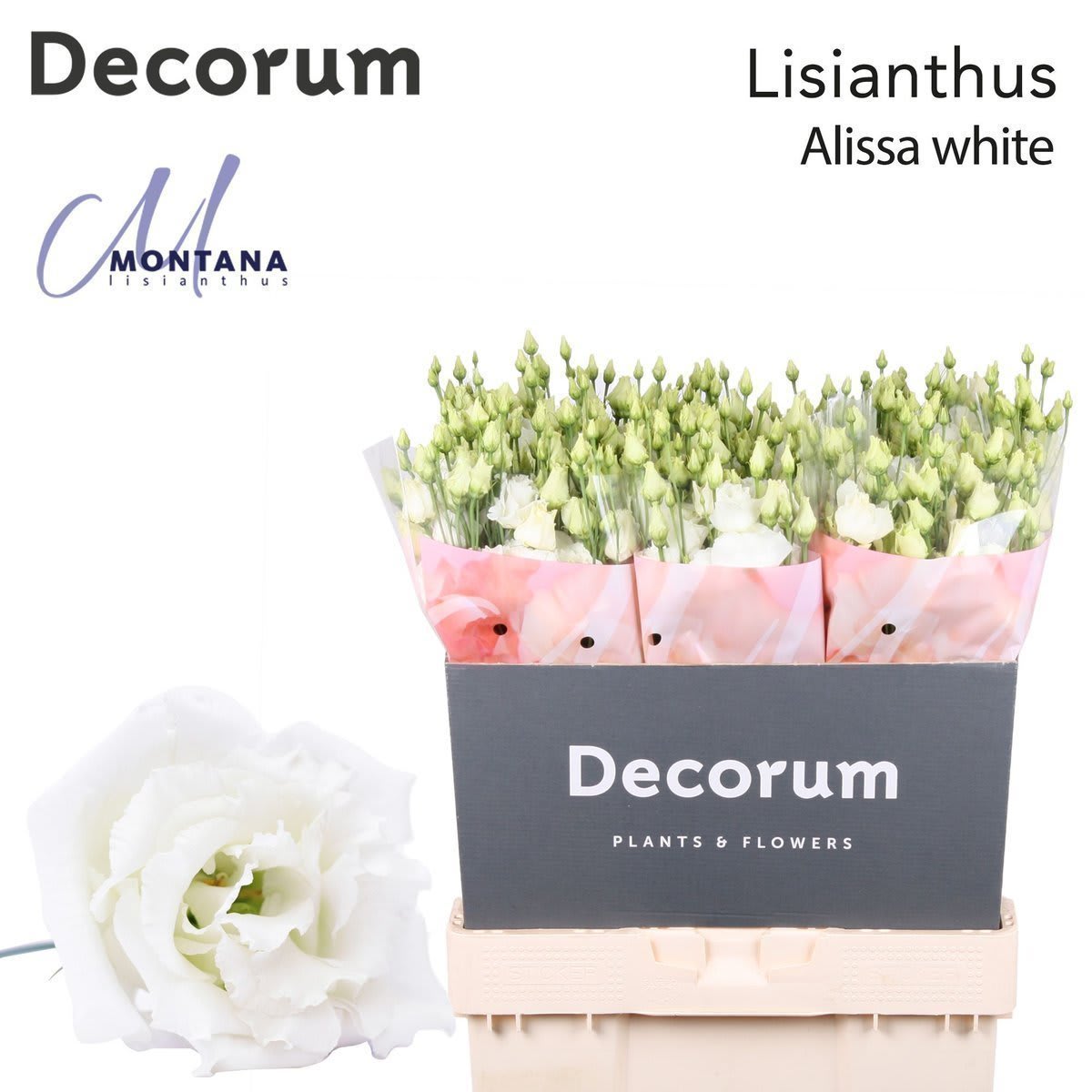 Срезанные цветы оптом Lisianthus do alissa white от 60шт из Голландии с доставкой по России