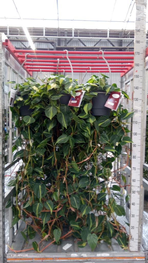 Горшечные цветы и растения оптом Philodendron Scand. brasil от 1шт из Голландии с доставкой по России