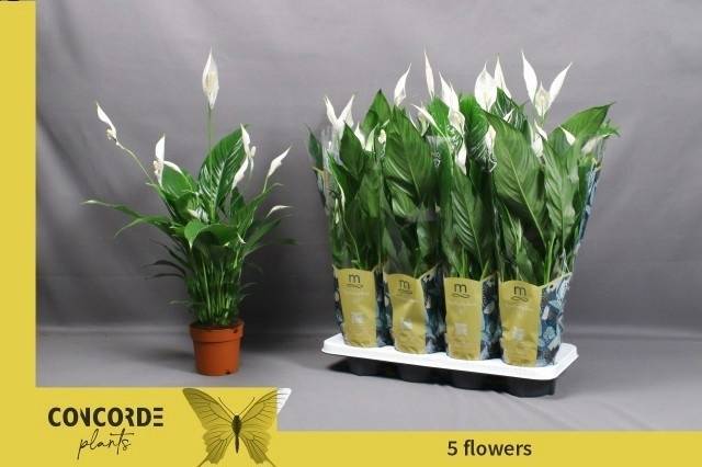 Горшечные цветы и растения оптом Spath Sweet Benito от 8шт из Голландии с доставкой по России