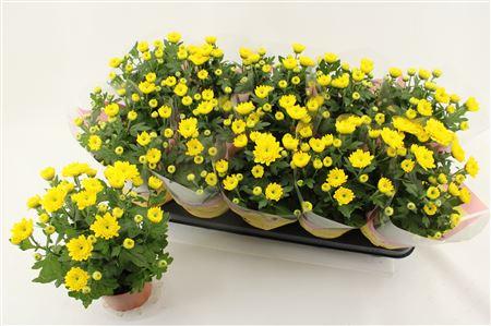 Горшечные цветы и растения оптом Chrys Cozy от 10шт из Голландии с доставкой по России