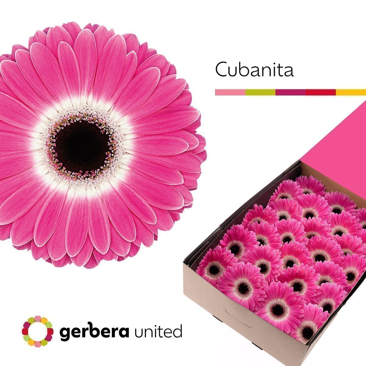 Срезанные цветы оптом Gerbera cubanita от 50шт из Голландии с доставкой по России