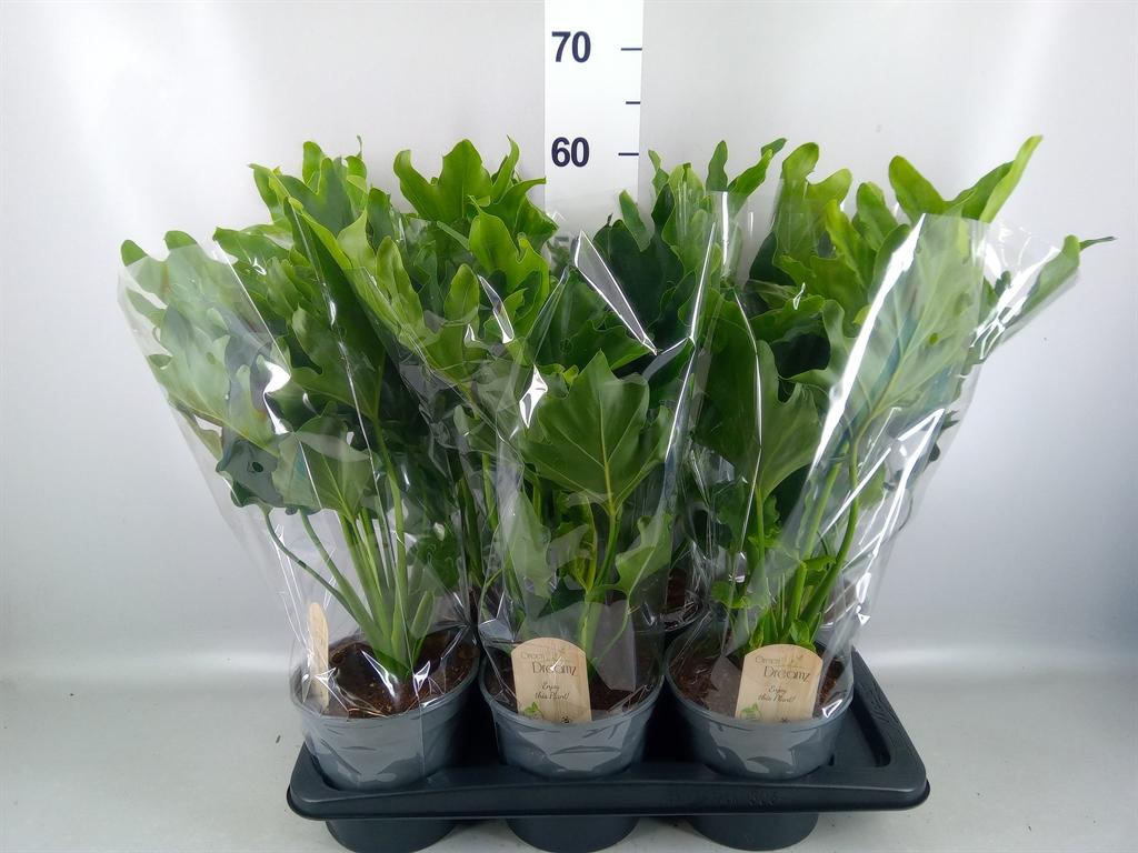 Горшечные цветы и растения оптом Philodendron Bipinn. little Hope от 6шт из Голландии с доставкой по России