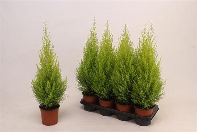 Горшечные цветы и растения оптом Cupr Ma Goldc Wilma от 7шт из Голландии с доставкой по России