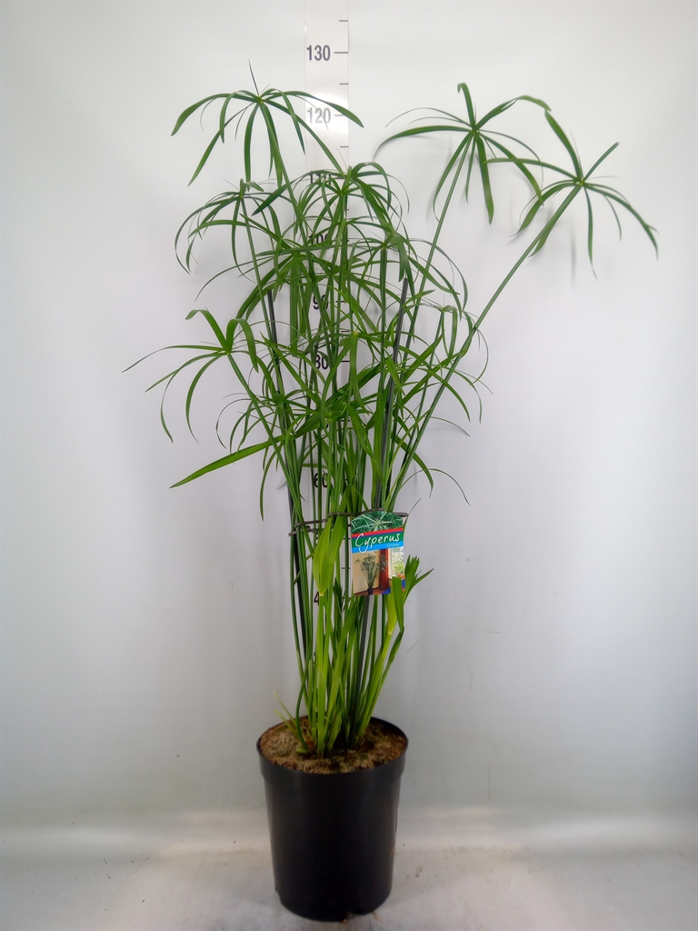 Горшечные цветы и растения оптом Cyperus   ... от 1шт из Голландии с доставкой по России