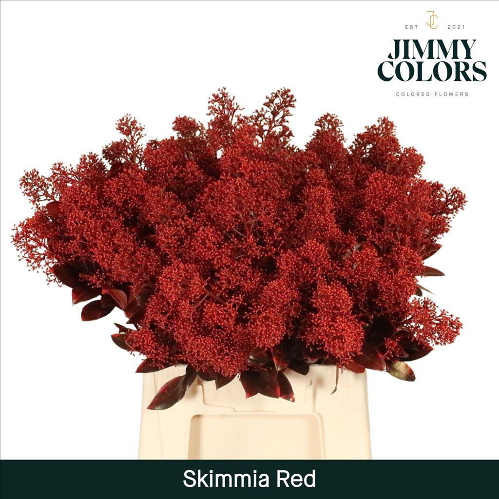 Срезанные цветы оптом Skimmia paint red + glitter от 10шт из Голландии с доставкой по России