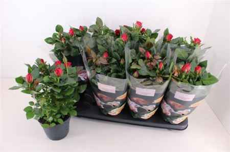 Горшечные цветы и растения оптом Ro Patiohit Red от 8шт из Голландии с доставкой по России