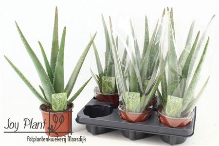Горшечные цветы и растения оптом Aloe Vera 40cm. от 6шт из Голландии с доставкой по России