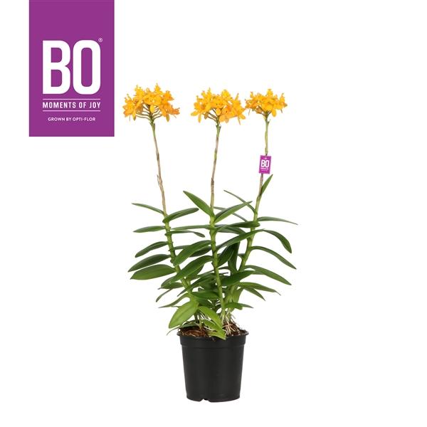 Горшечные цветы и растения оптом Epidendrum Bo Andes от 4шт из Голландии с доставкой по России