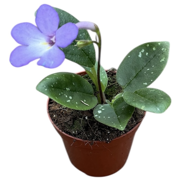 Горшечные цветы и растения оптом Michaelmoelleria Vietnamensis от 1шт (для телеги) из Голландии с доставкой по России