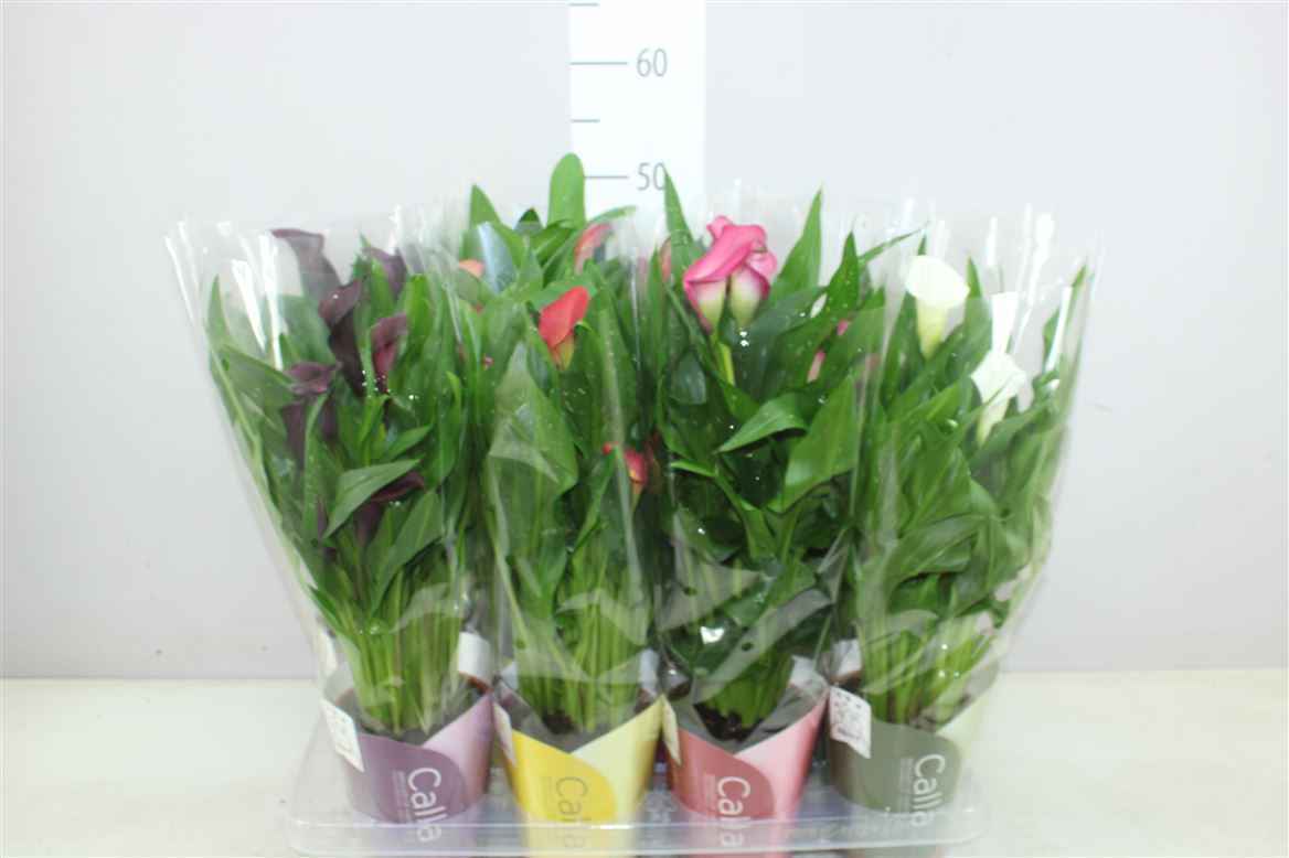 Горшечные цветы и растения оптом Zant Gemengd Ton Sur Ton Potcover от 8шт из Голландии с доставкой по России