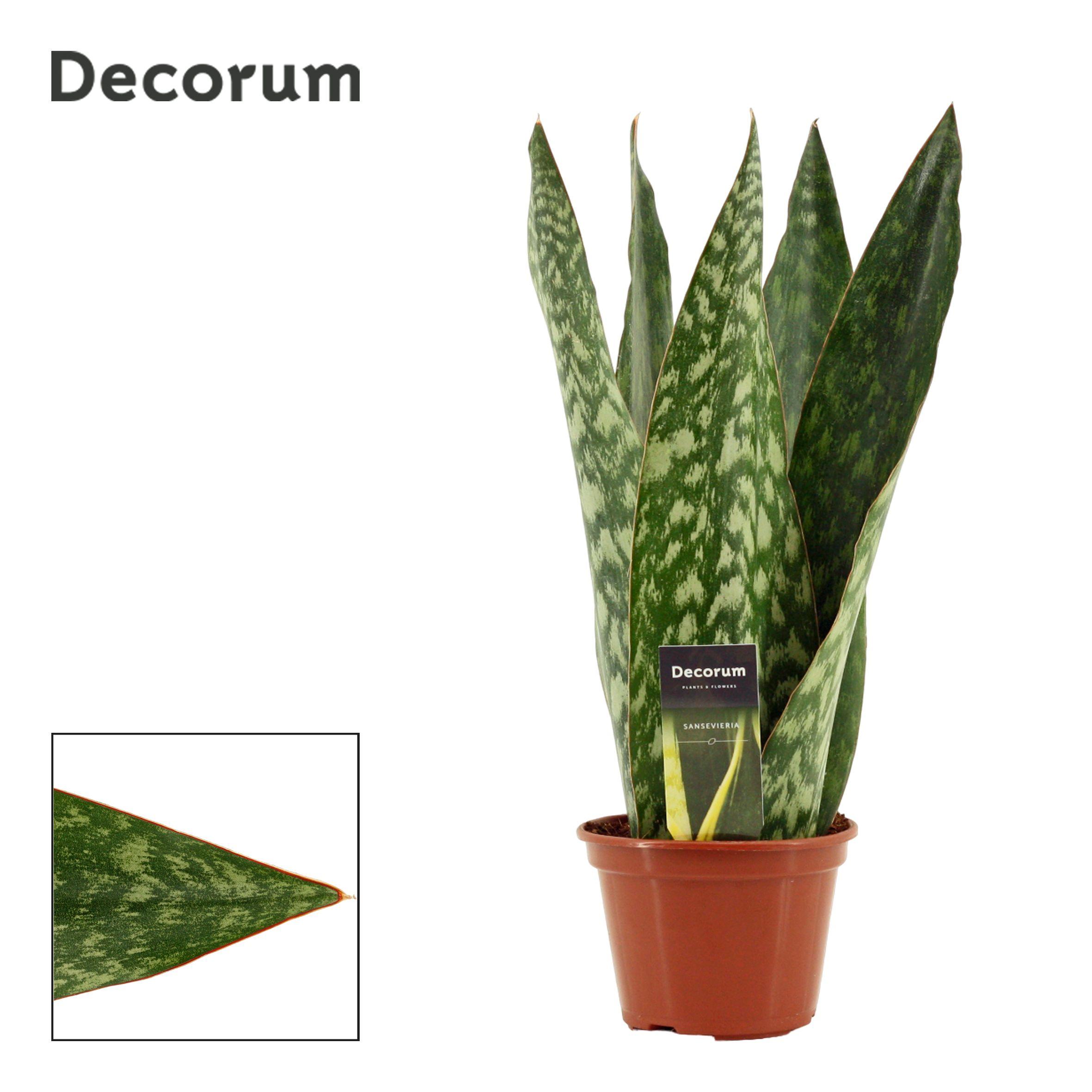 Горшечные цветы и растения оптом Sansevieria Jamaiquina Queen (decorum) от 7шт из Голландии с доставкой по России