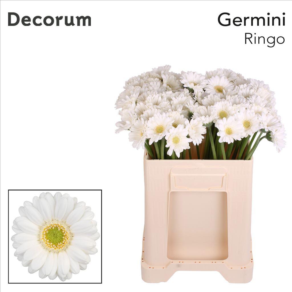 Срезанные цветы оптом Germini ringo от 80шт из Голландии с доставкой по России