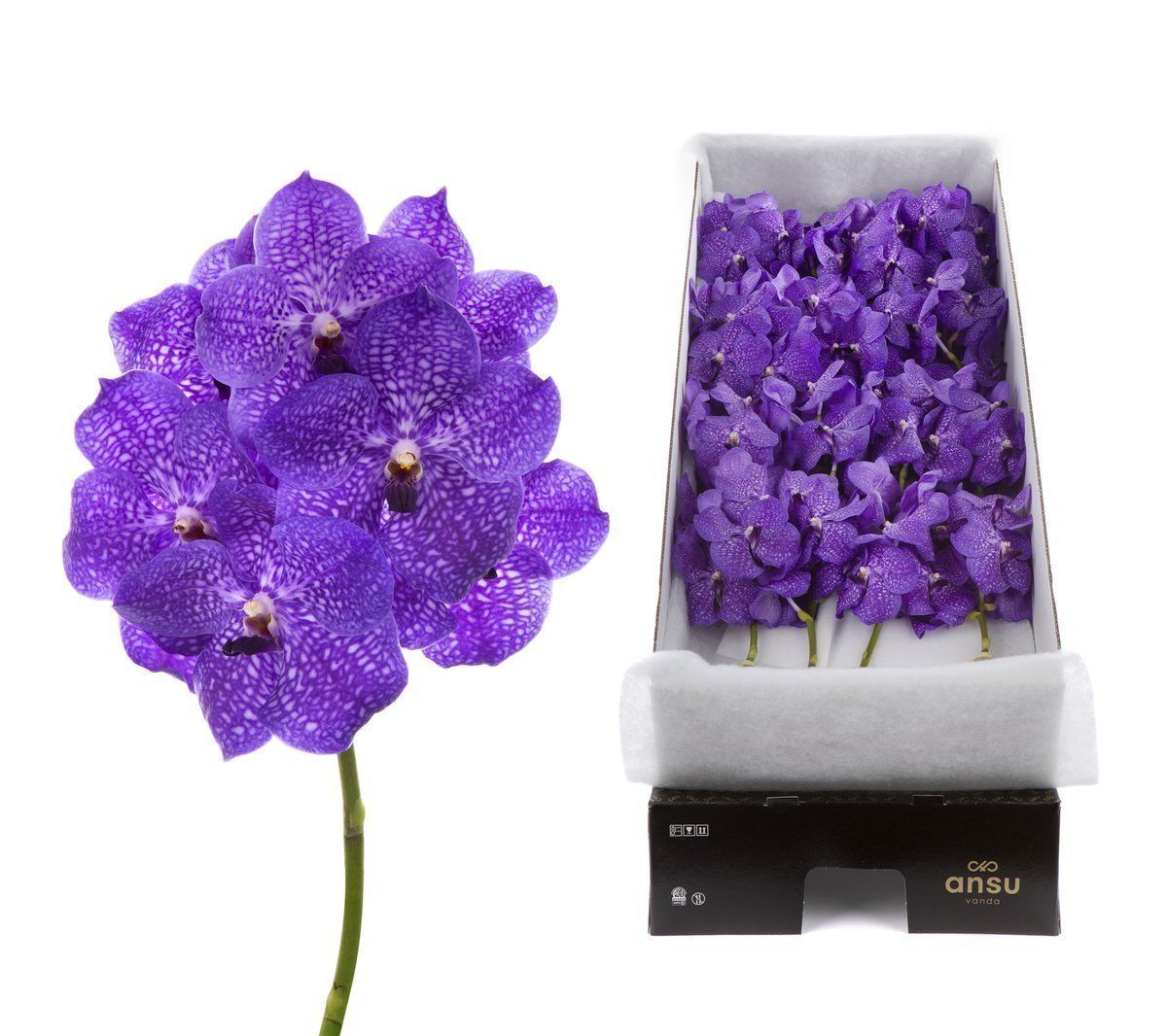 Срезанные цветы оптом Vanda violet blue stem от 8шт. из Голландии с доставкой по России