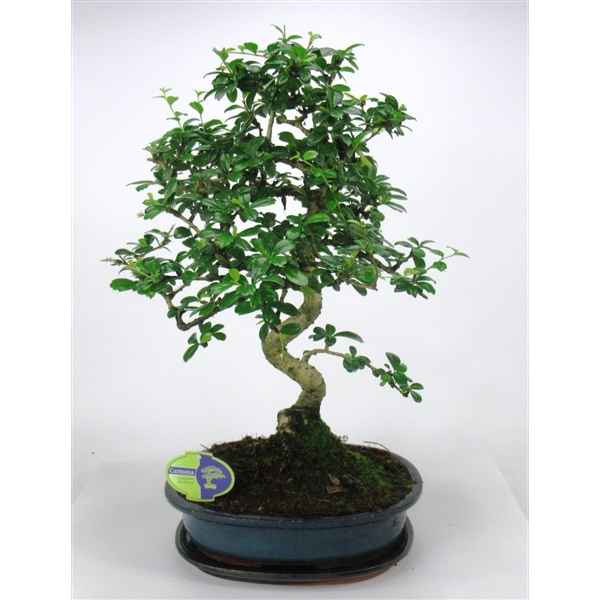 Горшечные цветы и растения оптом Bonsai Carmona Macrophylla, 32 Cm Shape, With Drip от 2шт из Голландии с доставкой по России