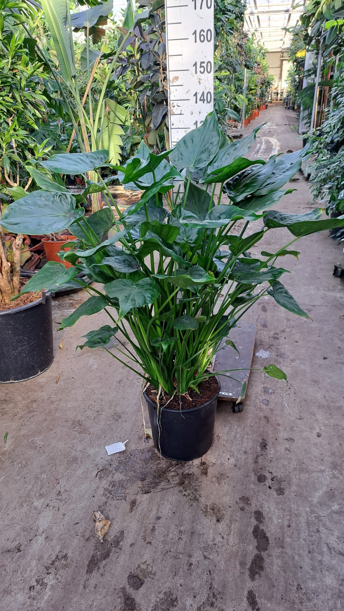 Горшечные цветы и растения оптом Alocasia Cucullata On Stem от 1шт (для телеги) из Голландии с доставкой по России