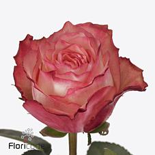 Срезанные цветы оптом Rosa large attraction от 50шт из Голландии с доставкой по России