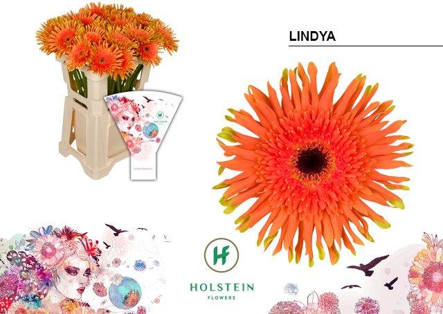 Срезанные цветы оптом Gerbera gerpasta lindya от 40шт из Голландии с доставкой по России