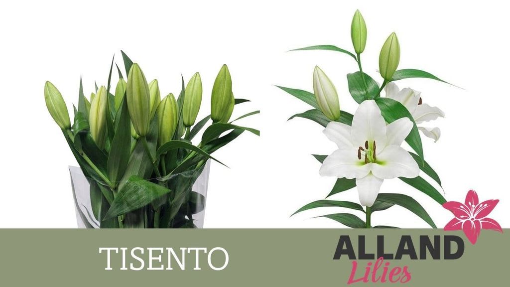 Срезанные цветы оптом Lilium or tisento от 40шт из Голландии с доставкой по России