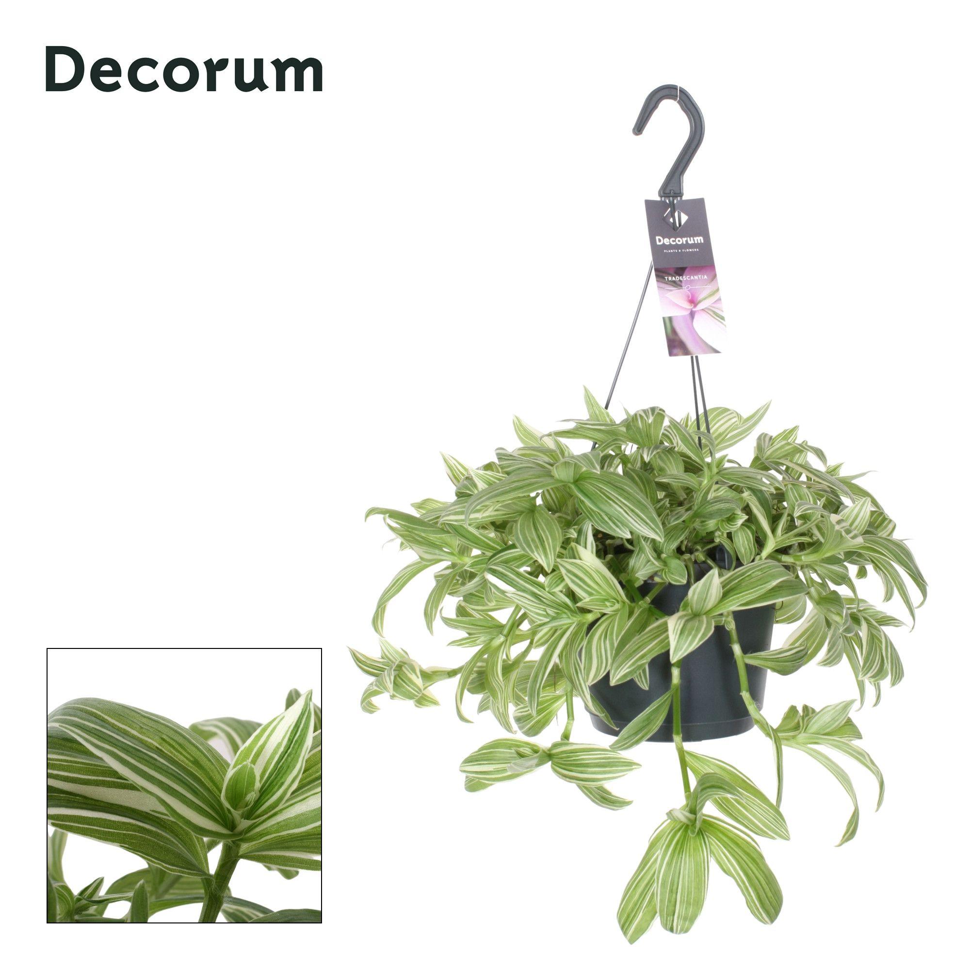 Горшечные цветы и растения оптом Tradescantia Ivory Hill от 6шт из Голландии с доставкой по России