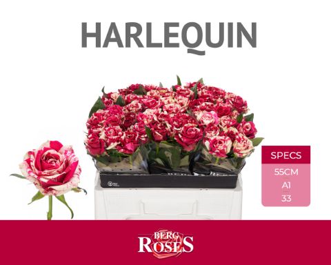 Срезанные цветы оптом Rosa large harlequin от 60шт из Голландии с доставкой по России