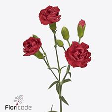 Срезанные цветы оптом Dianthus sp beloved от 500шт из Голландии с доставкой по России Срезанные цветы оптом Dianthus sp beloved от 500шт из Голландии с доставкой по России