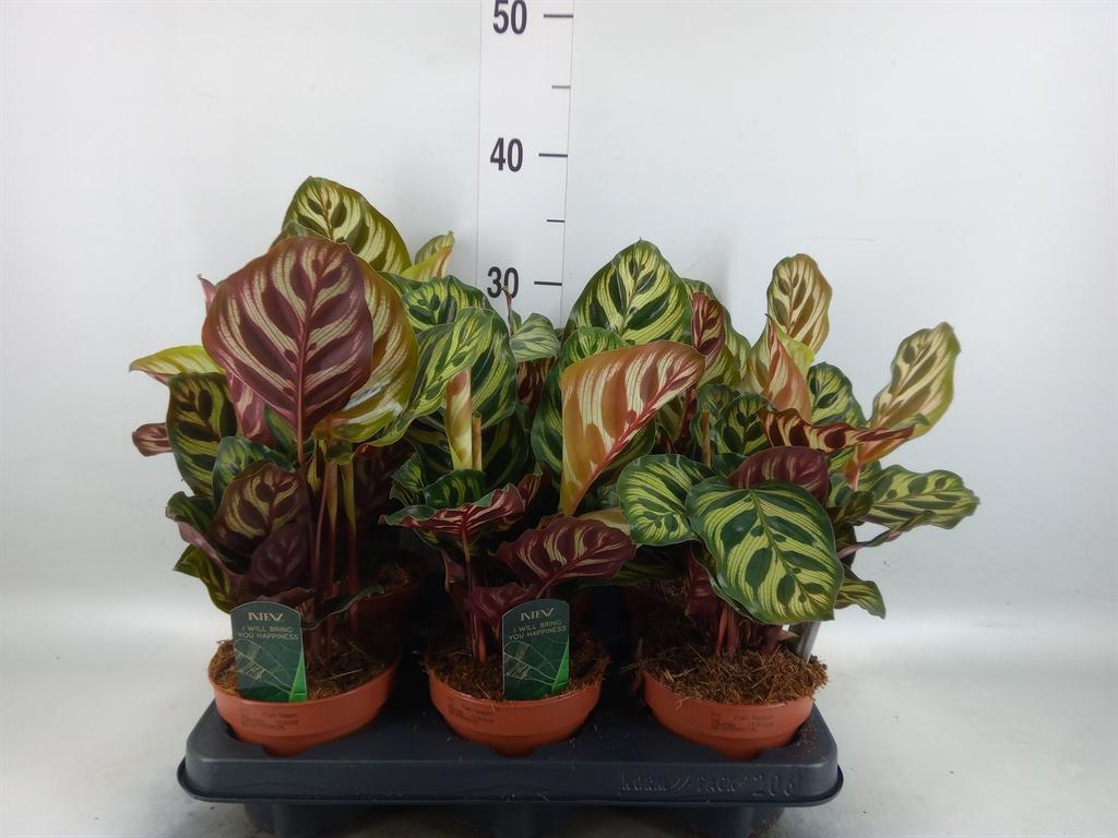Горшечные цветы и растения оптом Calathea Makoyana от 6шт из Голландии с доставкой по России