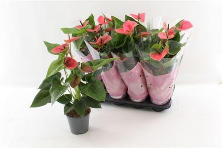 Горшечные цветы и растения оптом Anth An Sweet Dream 3+ от 8шт из Голландии с доставкой по России