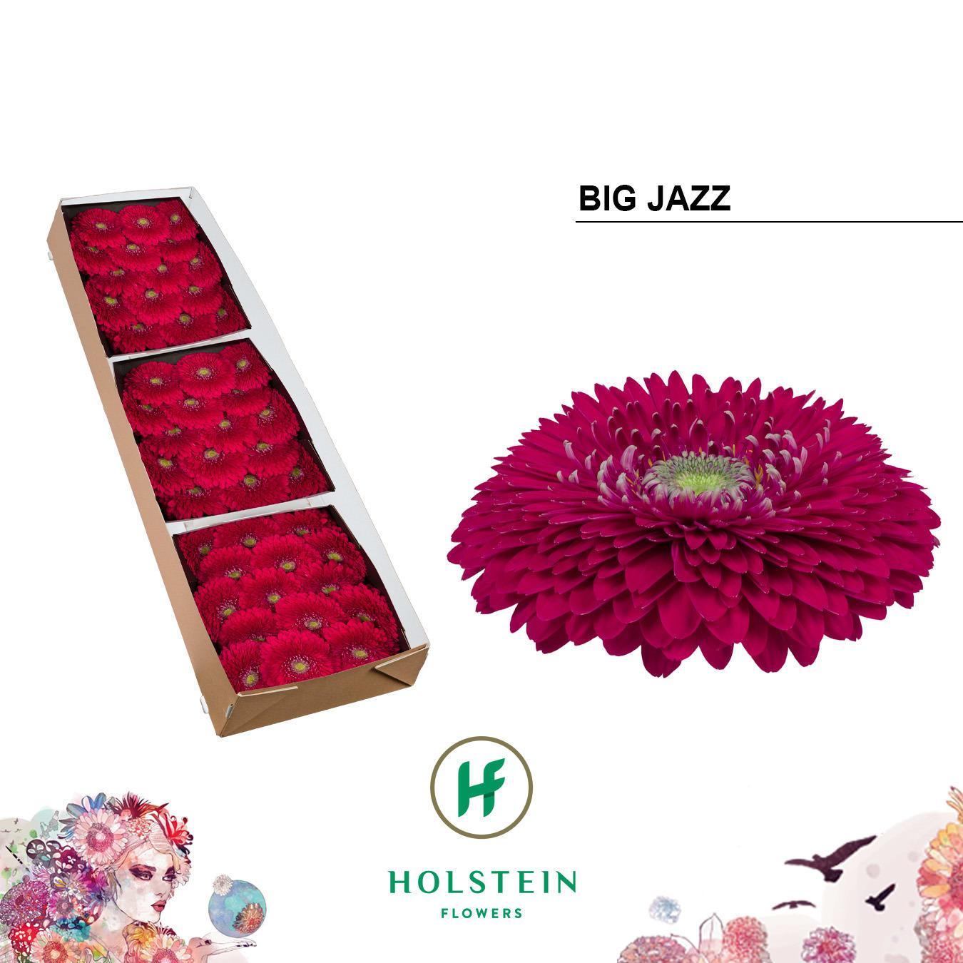 Срезанные цветы оптом Gerbera gerponi big jazz от 45шт из Голландии с доставкой по России
