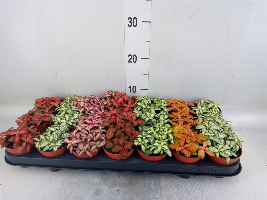 Горшечные цветы и растения оптом Fittonia Mix от 21шт (для телеги) из Голландии с доставкой по России