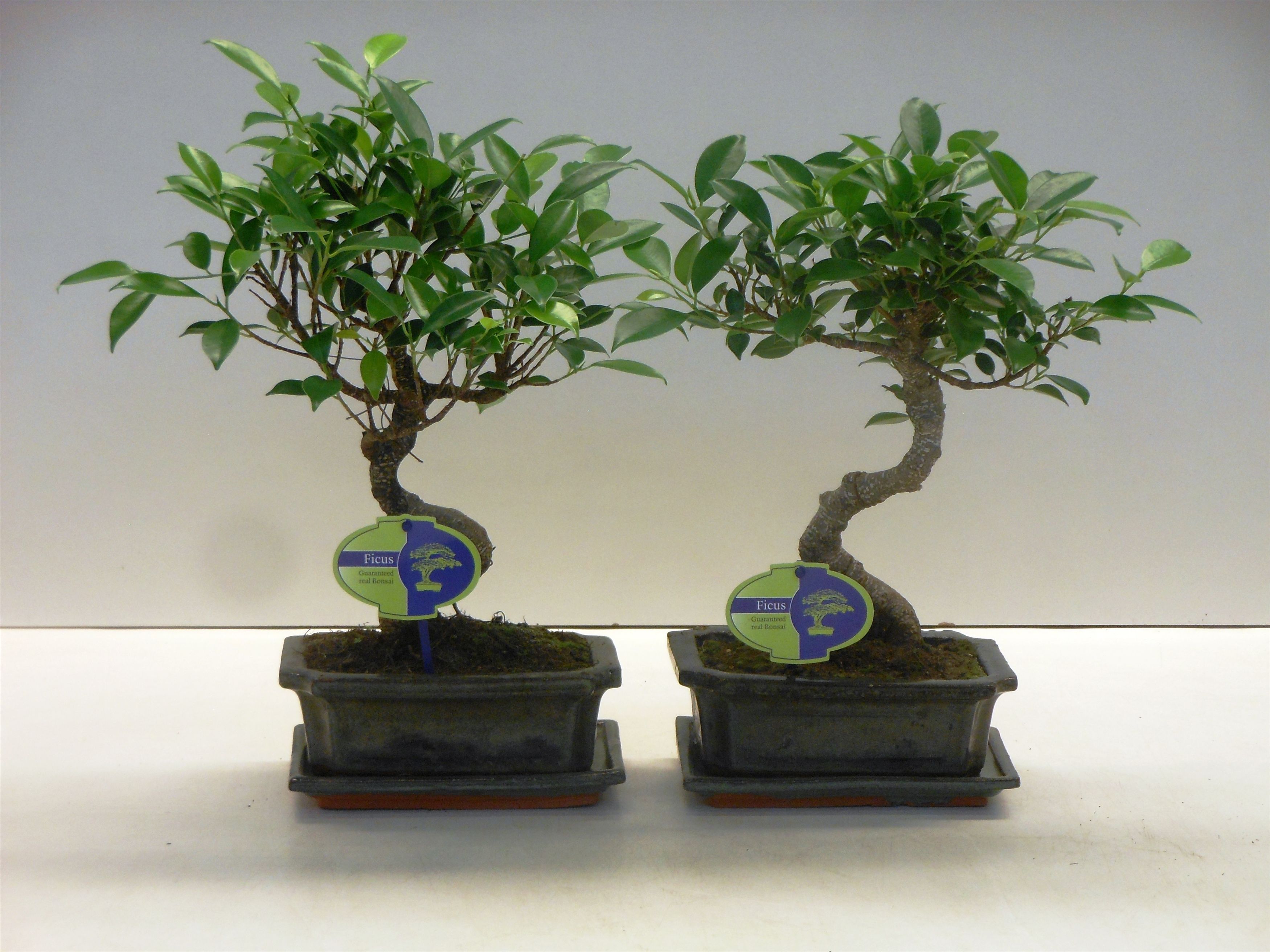 Горшечные цветы и растения оптом Bonsai Ficus Retusa, With Drip Tray от 6шт из Голландии с доставкой по России