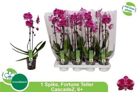 Горшечные цветы и растения оптом Phal El Cascade1 Branche 6+ 55cm * Spring Deal от 8шт из Голландии с доставкой по России