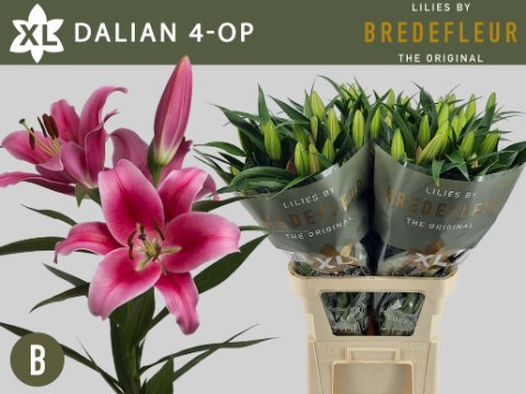 Срезанные цветы оптом Lilium or dalian от 60шт.. из Голландии с доставкой по России