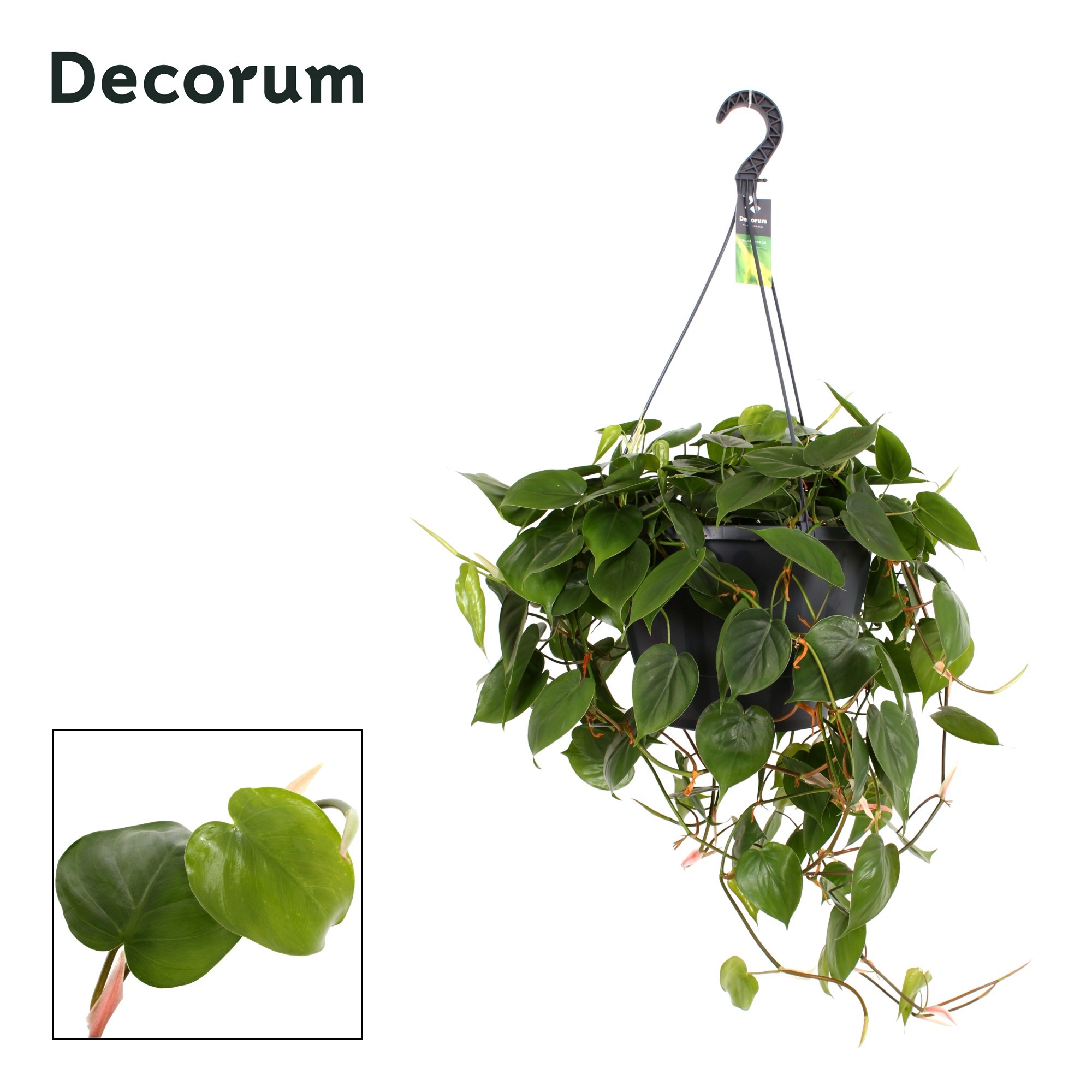 Горшечные цветы и растения оптом Philodendron Scandens  Xxl (decorum) от 1шт из Голландии с доставкой по России