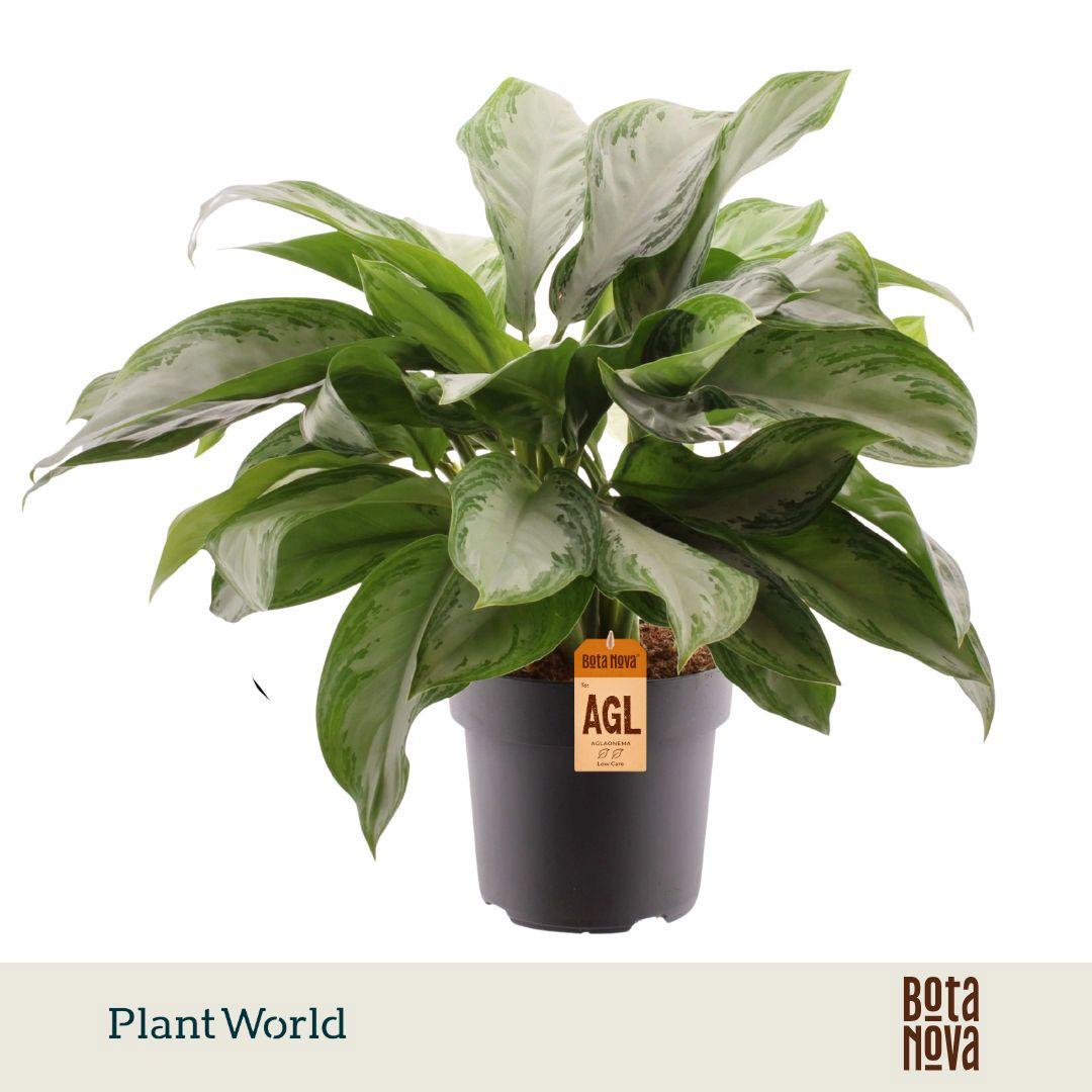 Горшечные цветы и растения оптом Aglaonema Silver Bay от 3шт из Голландии с доставкой по России