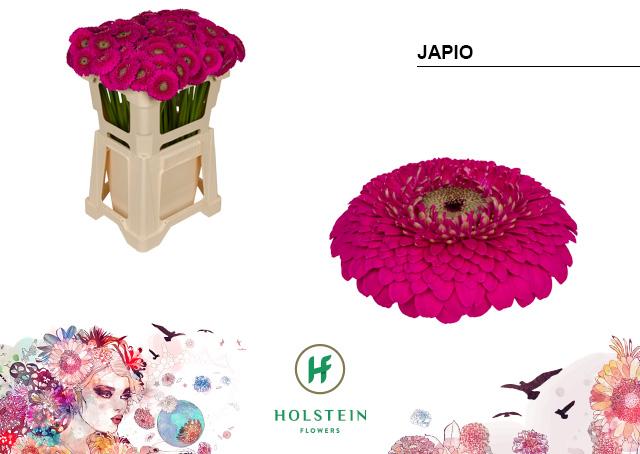 Срезанные цветы оптом Germini gerponi japio от 80шт из Голландии с доставкой по России