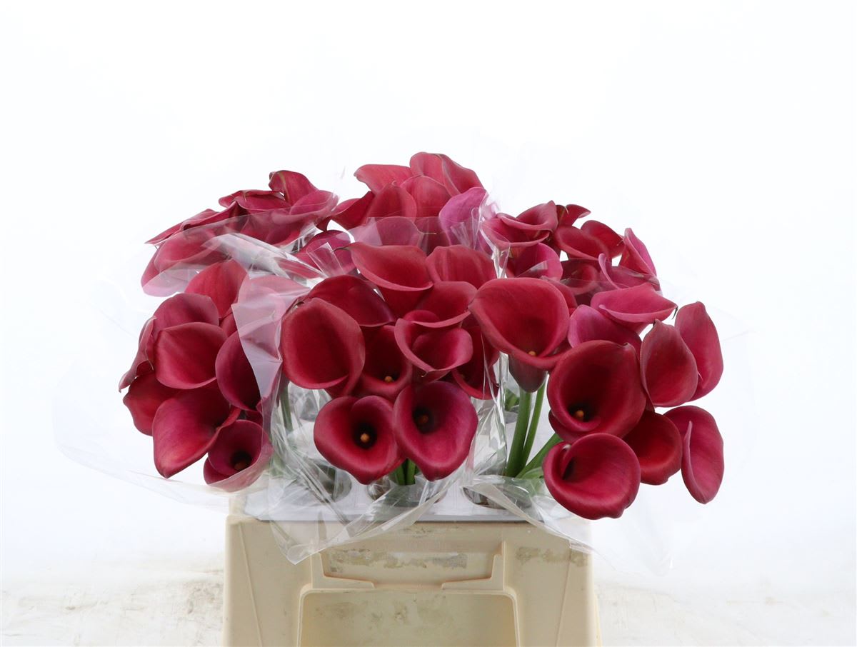 Срезанные цветы оптом Zantedeschia red salsa от 60шт из Голландии с доставкой по России Срезанные цветы оптом Zantedeschia red salsa от 60шт из Голландии с доставкой по России