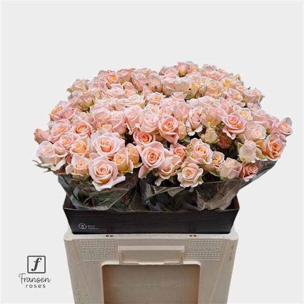 Срезанные цветы оптом Rosa spray morning star от 40шт. из Голландии с доставкой по России