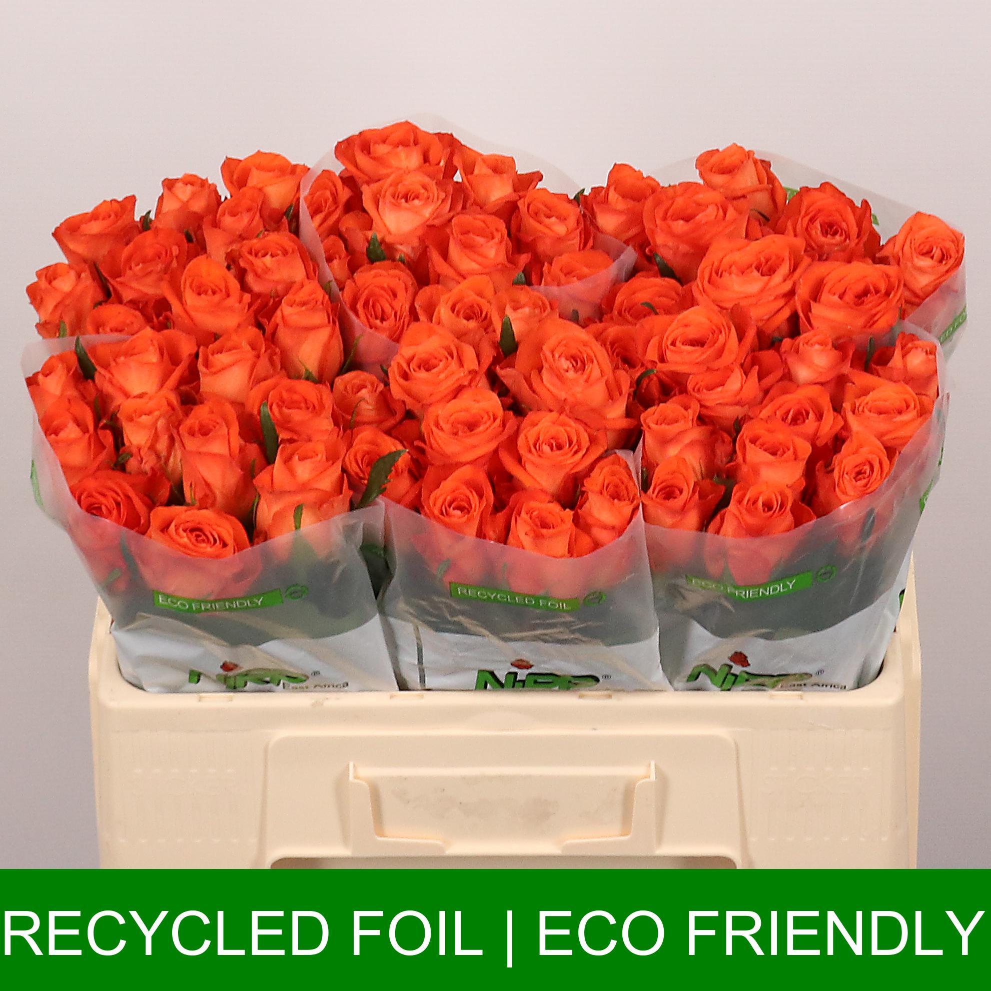 Срезанные цветы оптом Rosa large copacabana от 60шт из Голландии с доставкой по России