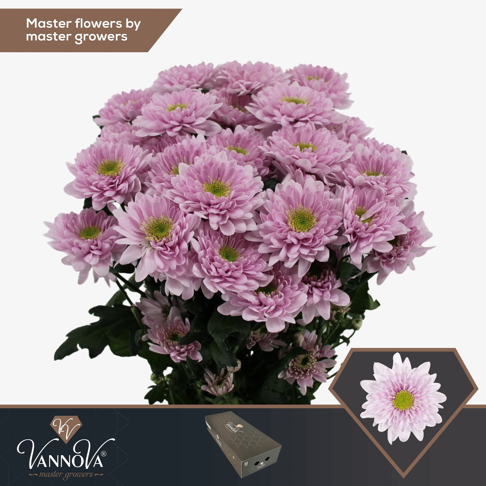 Срезанные цветы оптом Chrys sp commander pink от 160шт из Голландии с доставкой по России