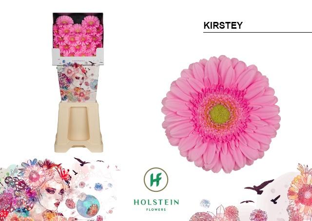 Срезанные цветы оптом Germini diamond kirstey от 80шт из Голландии с доставкой по России