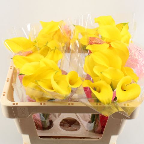 Срезанные цветы оптом Zantedeschia gold medal от 40шт. из Голландии с доставкой по России